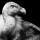 Vulture