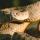 rattlesnake