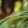 Lemongrass