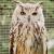 thesheowl