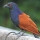 GREATER_COUCAL
