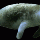the_return_of_dugong