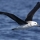albatrossgreat